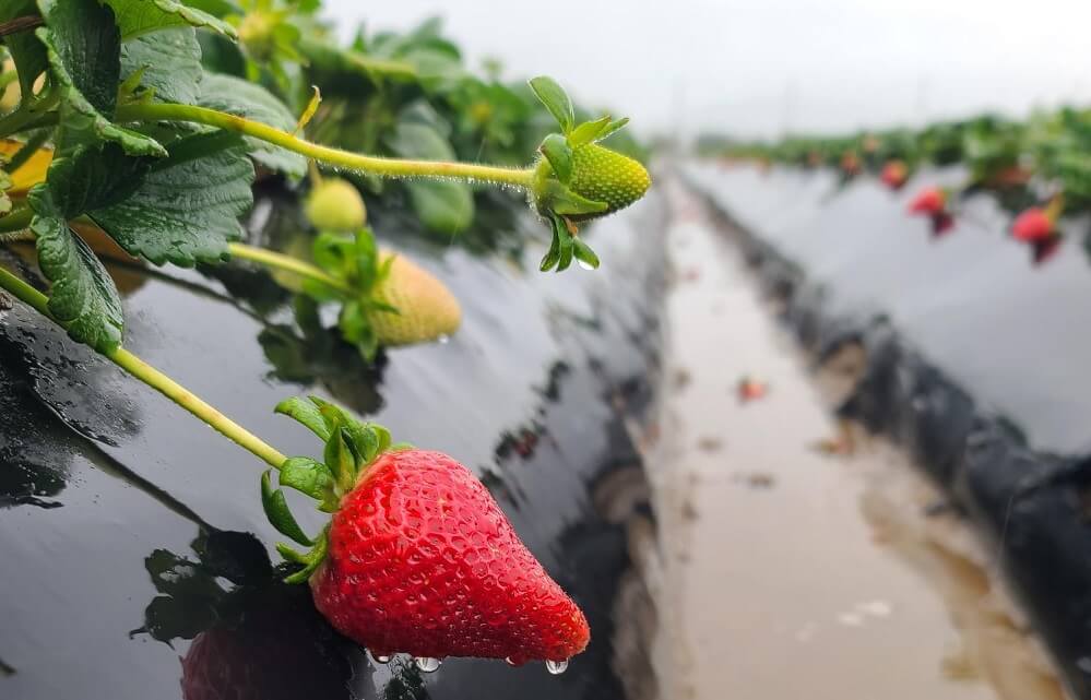 strawberries